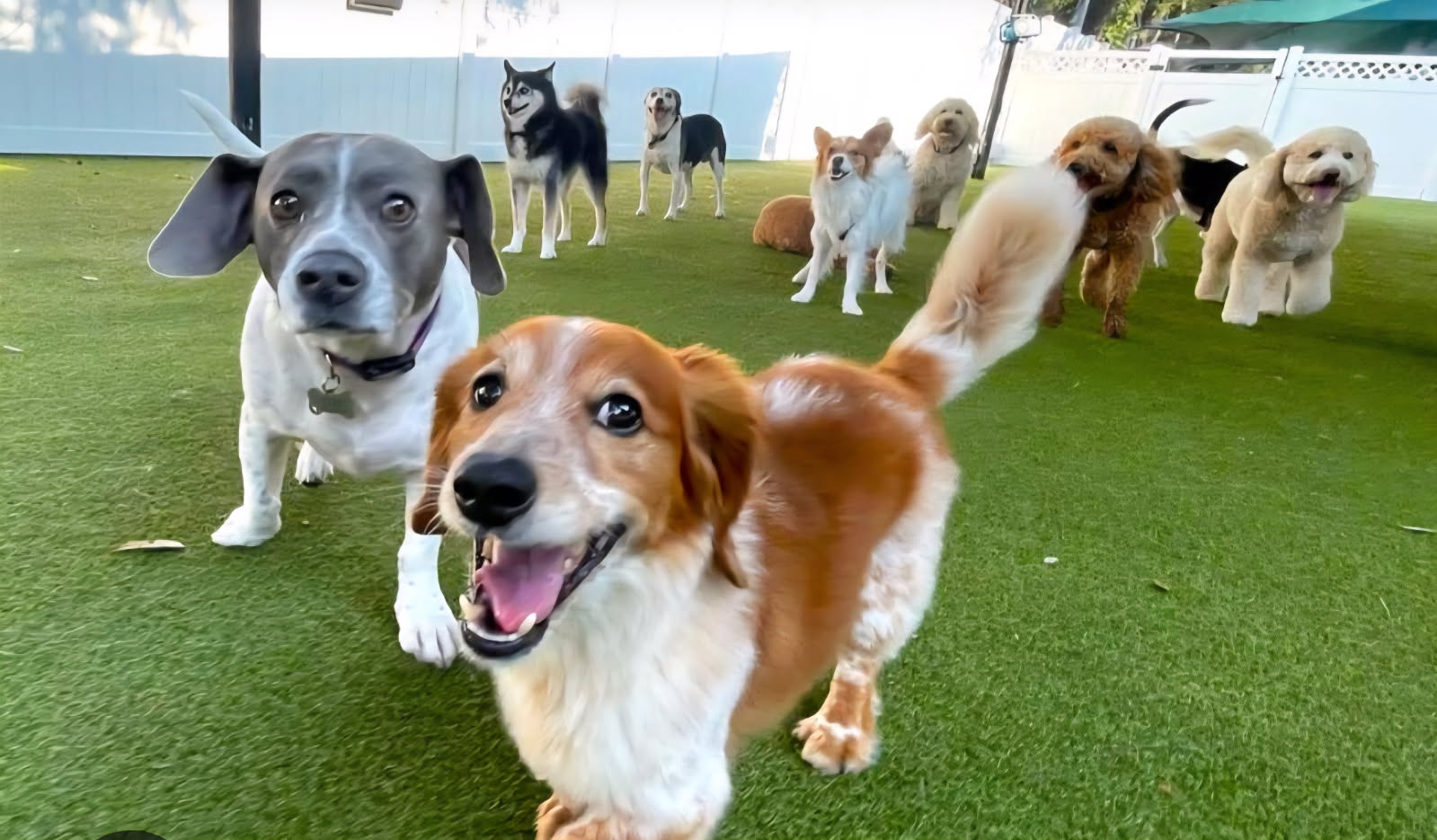Wildwood Dog Daycare
