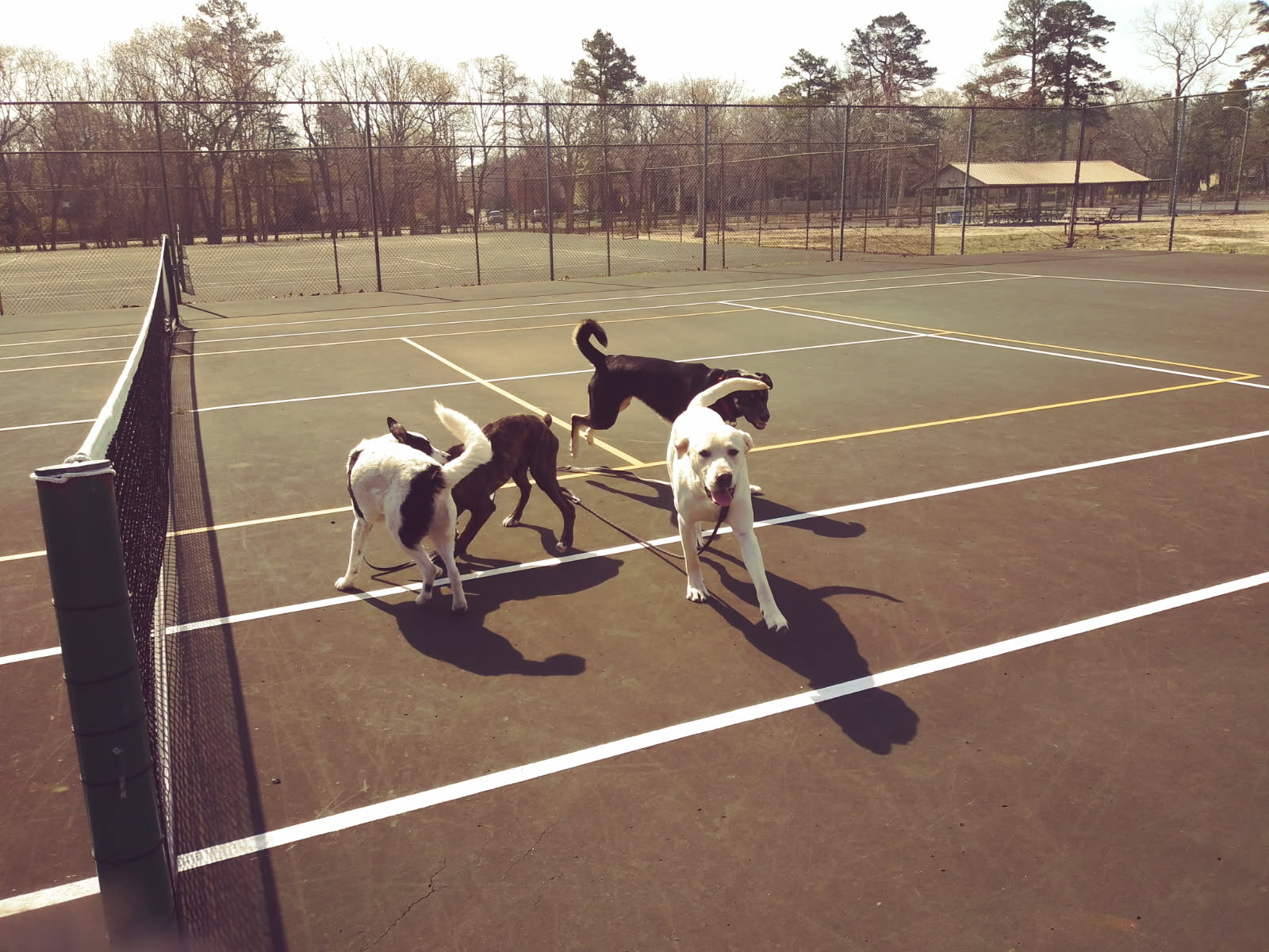 Dog Boarding