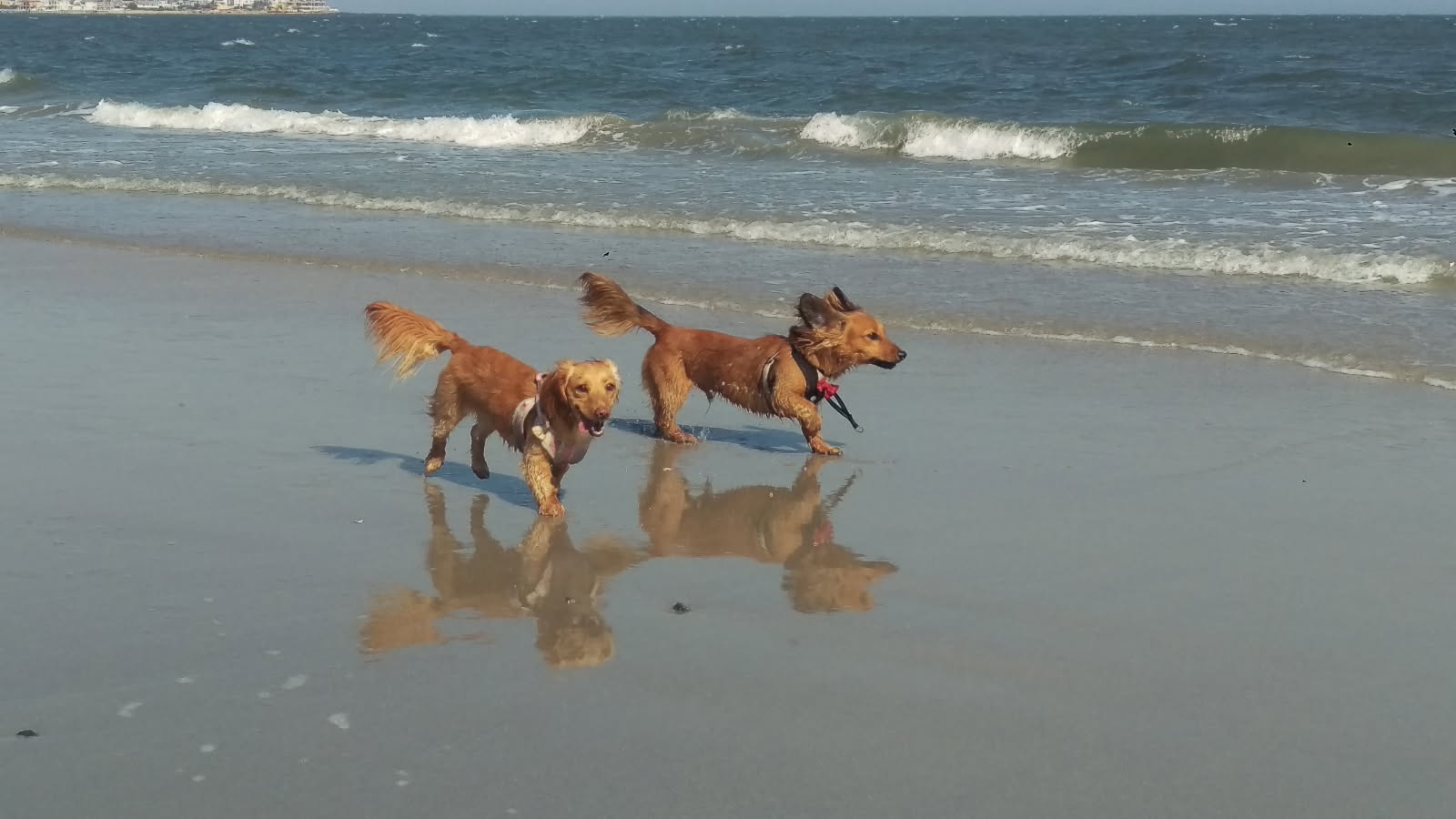 Middle Township Dog Daycare