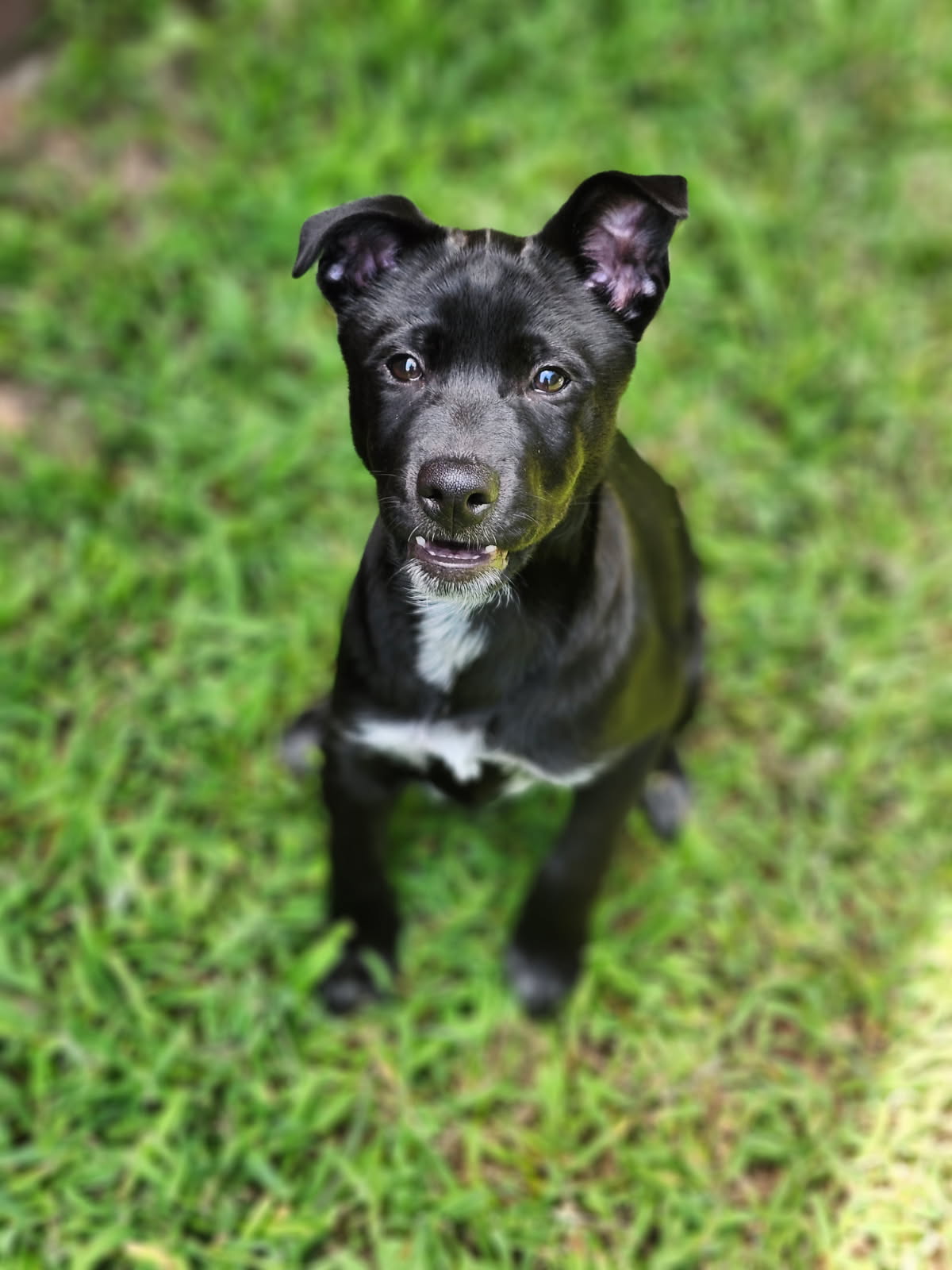 Marmora Annual Pet Care Membership