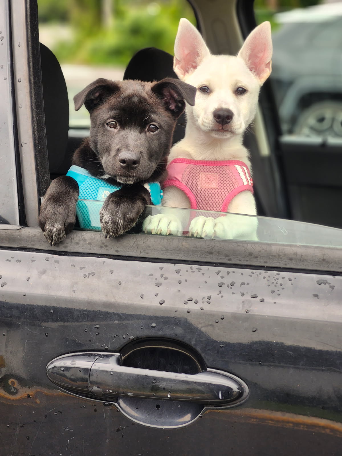 Marmora Dog Daycare