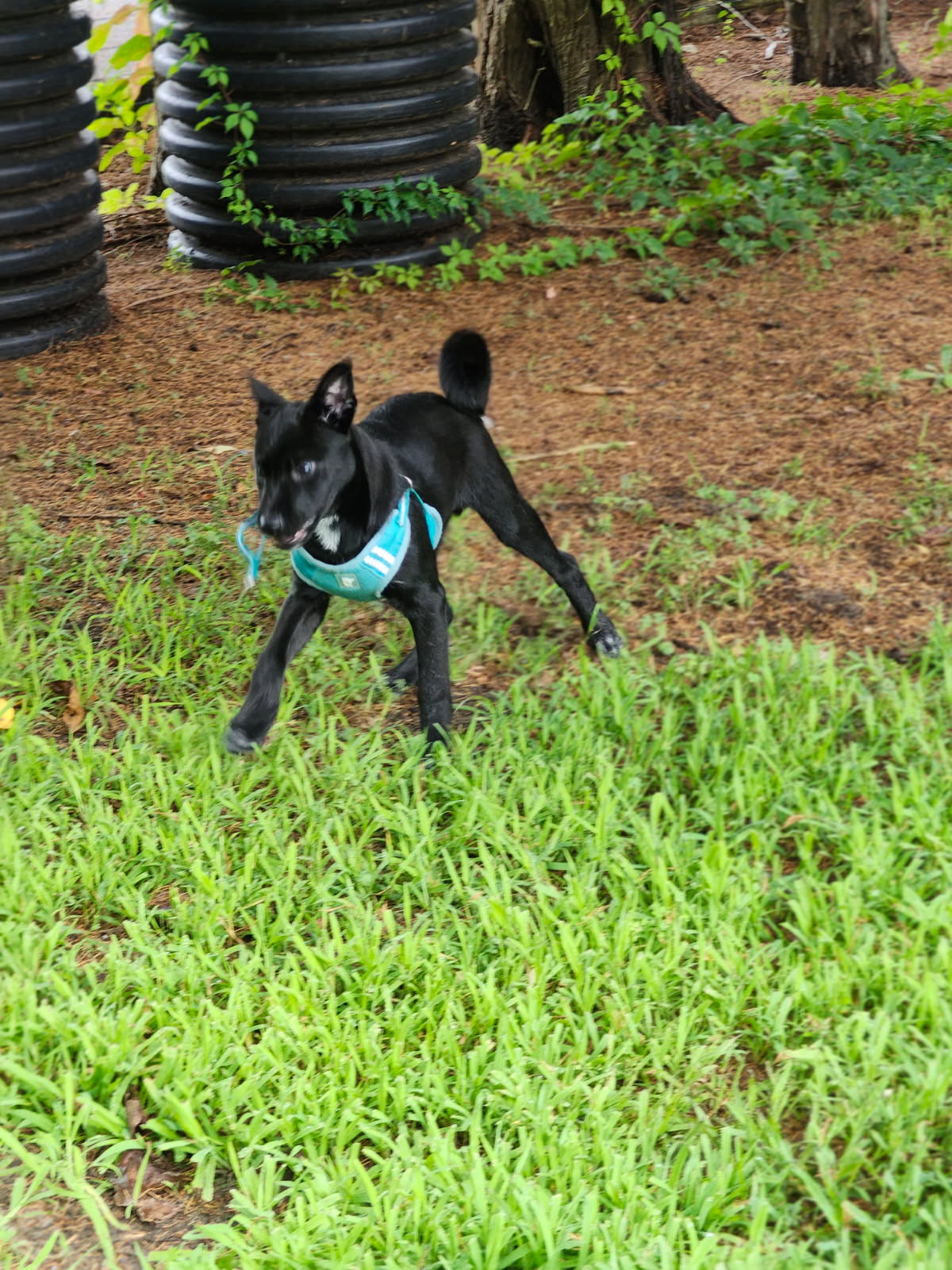 Ocean View Dog Daycare