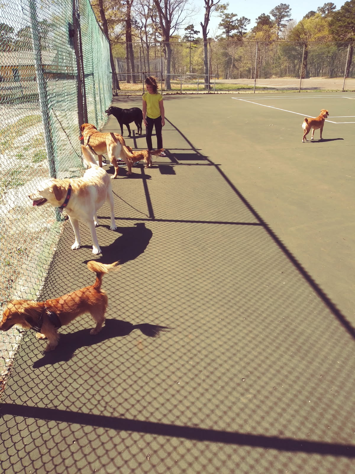 Dog Training Seaville