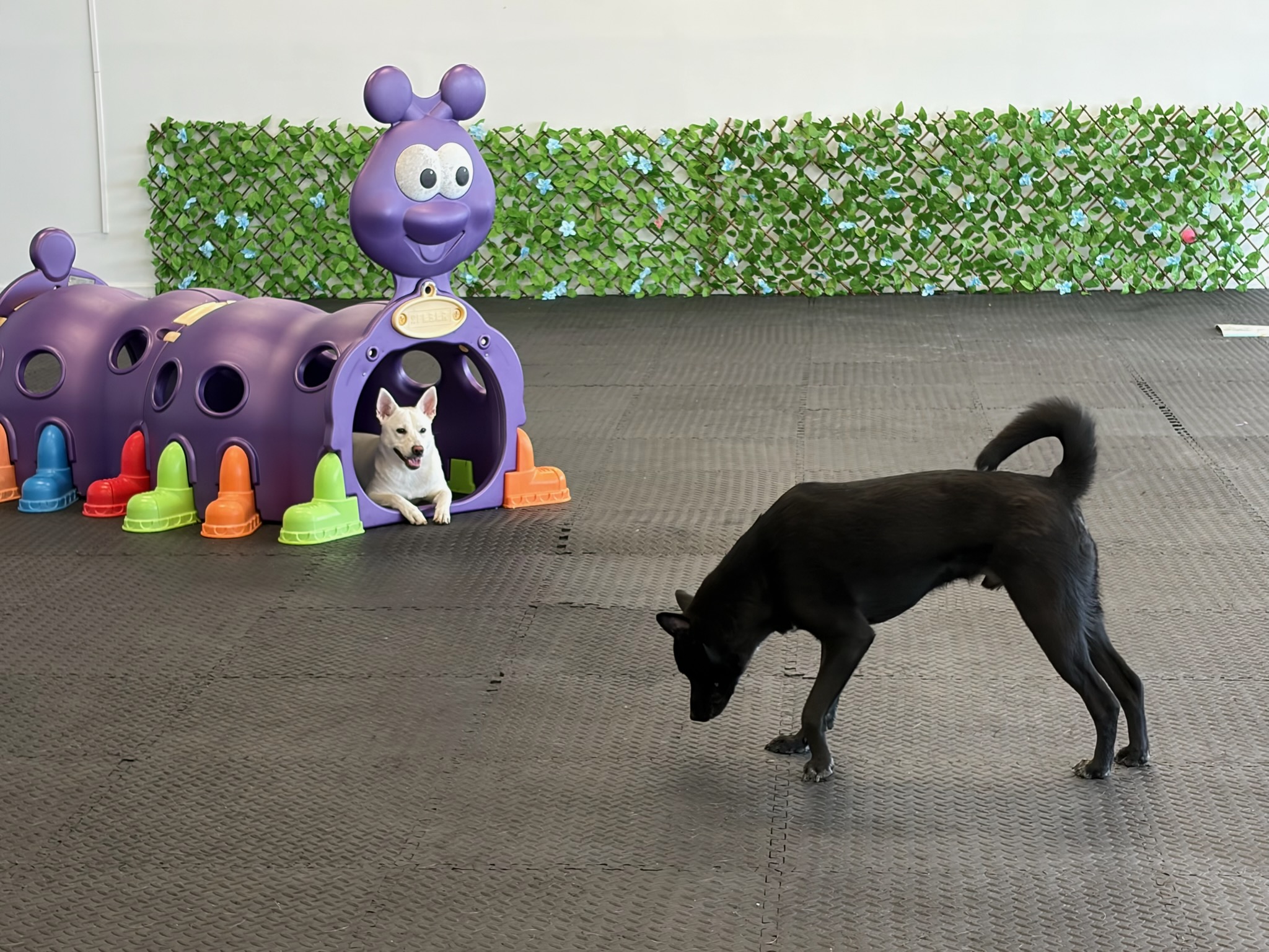 Dennisville Dog Boarding