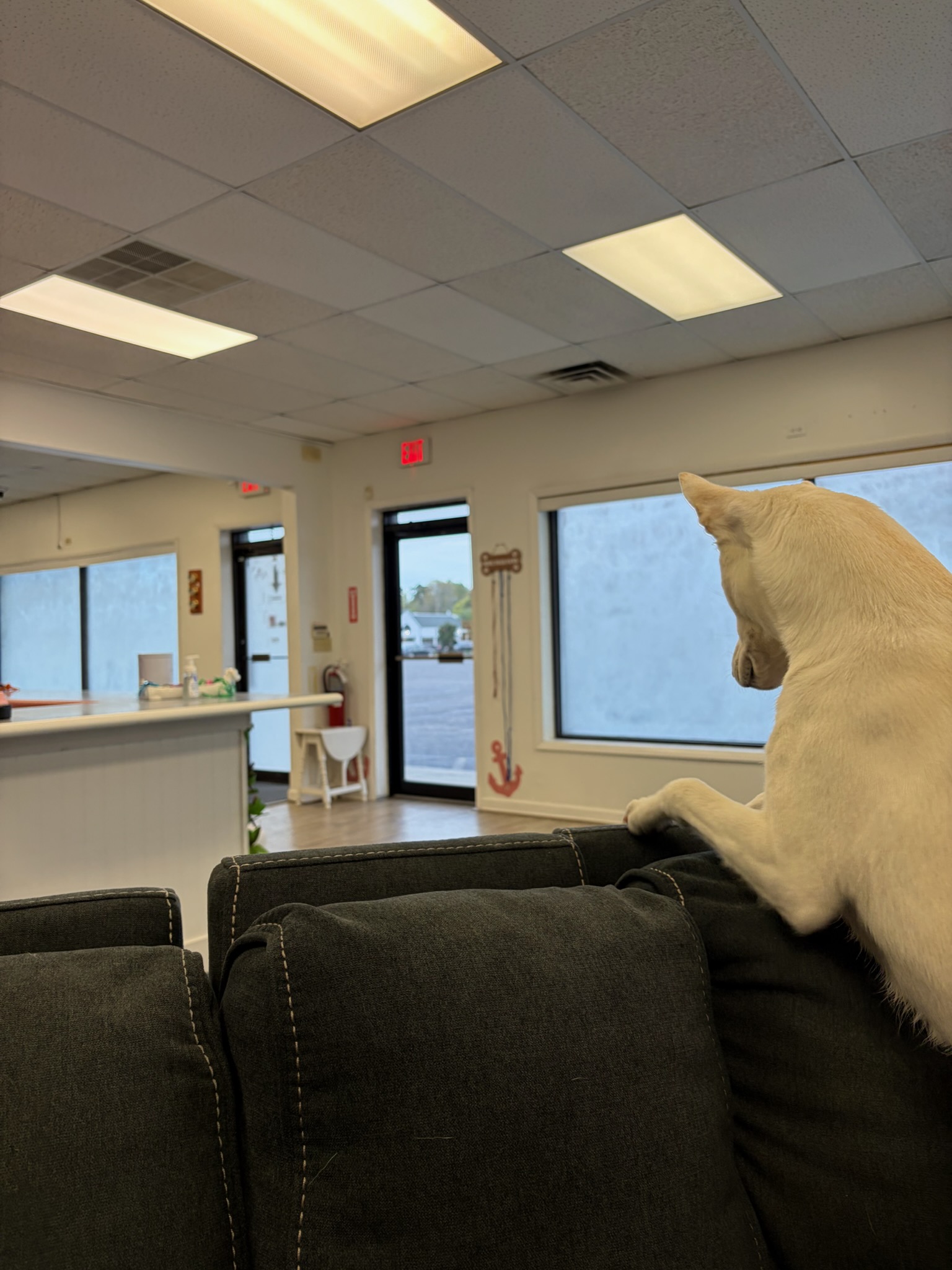 Marmora Dog Daycare Evaluation