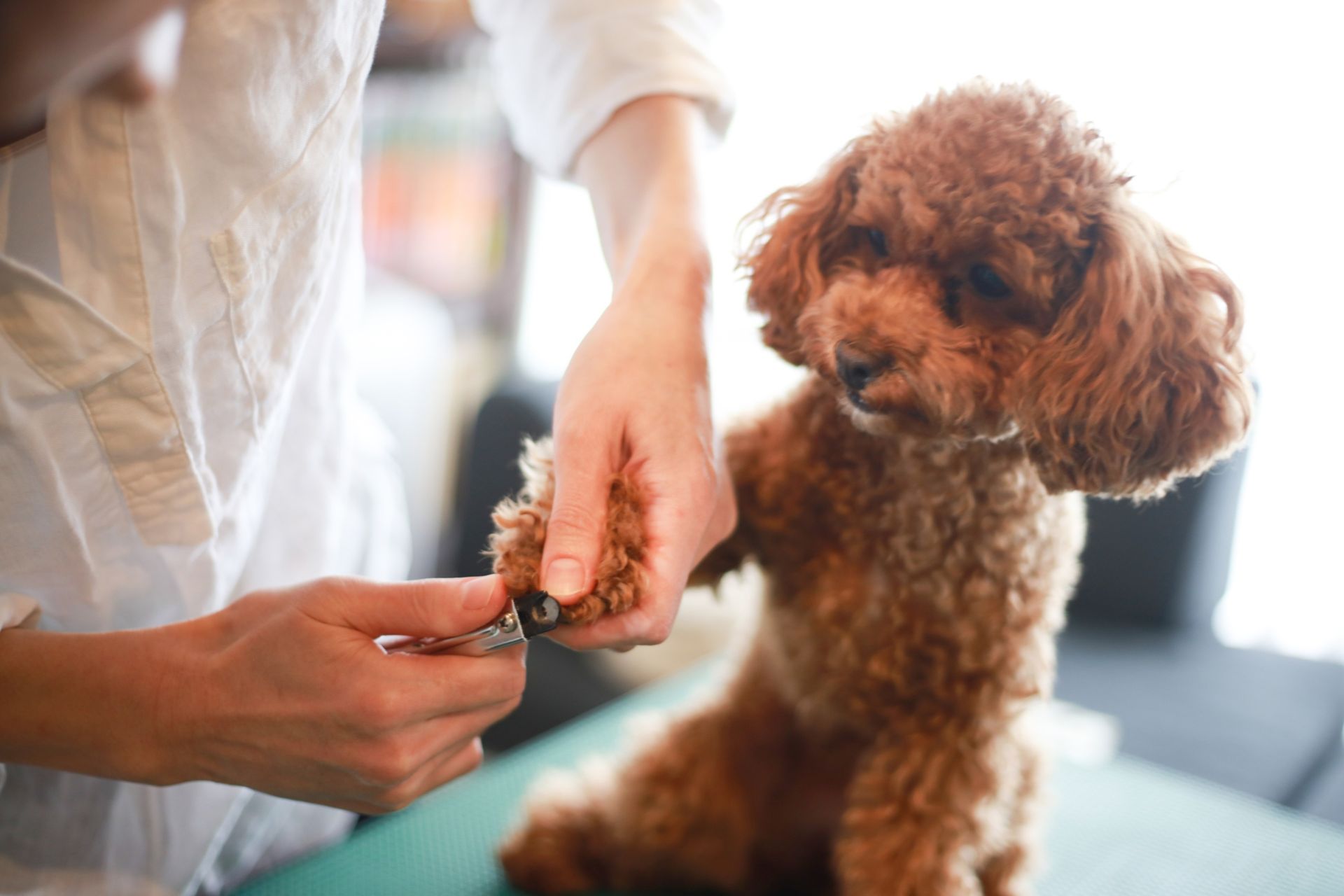Marmora Pet Nail Trims